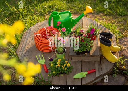 Attrezzi di giardinaggio: Lattina di annaffiatura nuova, tubo di irrigazione, piantine di fiori su tavole di legno in giardino Foto Stock