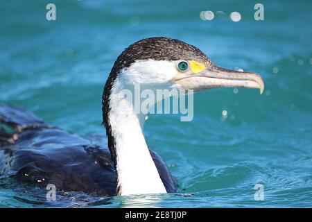 Cormorano pied (Falacrocorax varius) Foto Stock
