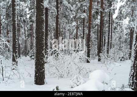 Paesaggio invernale in una foresta mista di pino-abete rosso, Scandinavia. Natura finlandese. Foto di alta qualità Foto Stock