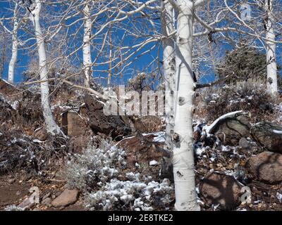 Primo piano di Aspen tree in Pando Clone alla Fishlake National Forest, Richfield, Utah in inverno, nel tardo autunno in una giornata fredda e limpida con neve Foto Stock