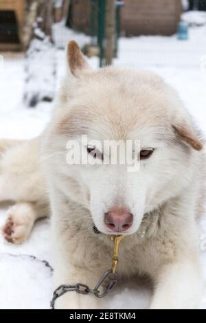 Un cane Husky di colore pegno si trova vicino alla cabina su una giornata invernale innevata Foto Stock