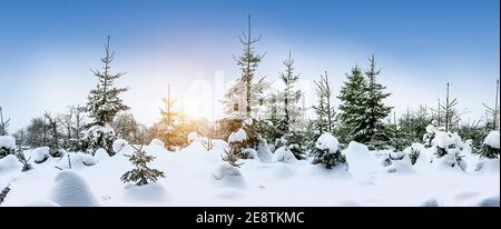 Paesaggio panoramico di pineta innevata. Foto Stock