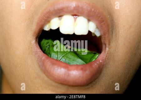 Masticare la noce di betal, Paan, India profumatore della bocca di erbe dopo aver mangiato il cibo Foto Stock