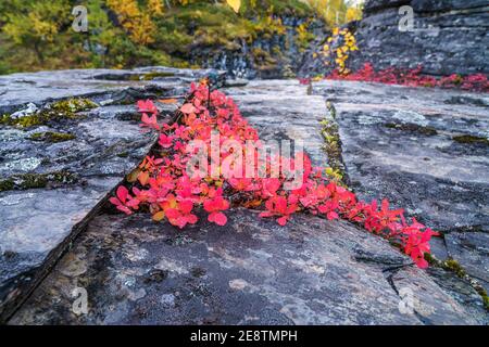 Macchia di mirtillo rosso che cresce su una roccia nel parco nazionale di Abisko, Lapponia svedese, Svezia Foto Stock