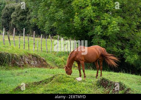 Un cavallo bruno pascola e strizza la coda su un fattoria pascolo circondato da una recinzione e alberi Foto Stock