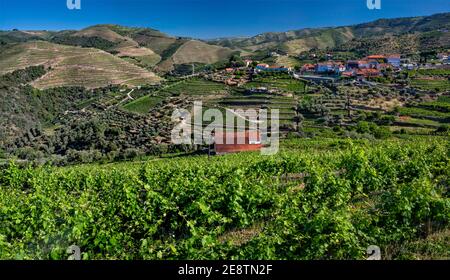 Vigneti terrazzati a vale de Mendiz, vicino a Pinhao, regione Norte, Portogallo Foto Stock