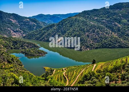 Vigneti terrazzati sul lago artificiale di Foz Tua in Garganta do Rio Tua, Rio Tua Gorge, vicino a Sao Mamede, regione Norte, Portogallo Foto Stock