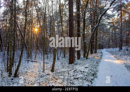 Paesaggio invernale di misto bosco europeo thicket sotto la neve leggera Al tramonto nella foresta di Puszcza Kampinoska a Palmiry vicino Varsavia In Polonia centrale Foto Stock