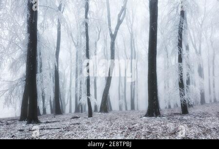Foresta invernale in montagna. Maestoso trekking invernale Foto Stock