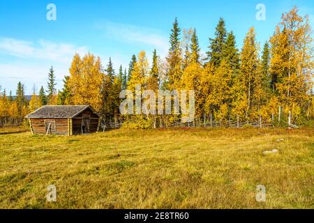 Vecchio fienile nella stagione autunnale con alberi colorati e cielo blu, contea di Gällivare, Lapponia svedese, Svezia Foto Stock