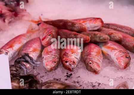 Primo piano di triglie rosse a righe fresche sul ghiaccio sul mercato Foto Stock