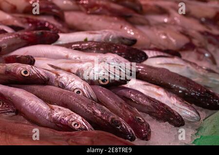 Fuoco selettivo di pesce fresco di nasello europeo su ghiaccio visualizzato nel mercato Foto Stock