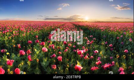 Campo viola papavero al tramonto Foto Stock