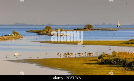 Scena naturale con un sacco di avifauna in Haringvliet insenatura brakish, la provincia di Zeeland, Paesi Bassi. Scena della fauna selvatica in natura d'Europa. Foto Stock