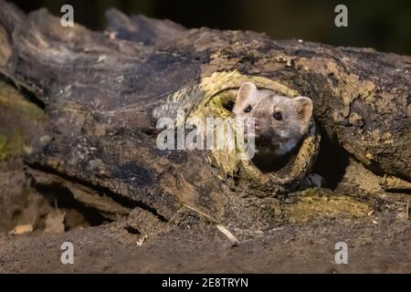 Martora di pietra (Martes foina) in habitat naturale nelle tenebre di notte. Paesi Bassi Foto Stock