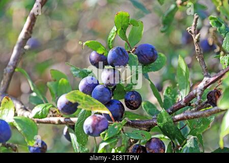 Bacche sciugate sul cespuglio di Blackthorn Foto Stock