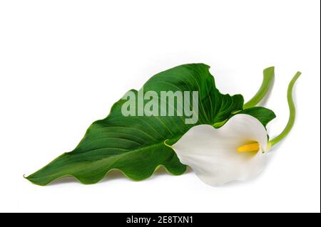 White calla lily con foglie isolato su bianco. Foto Stock