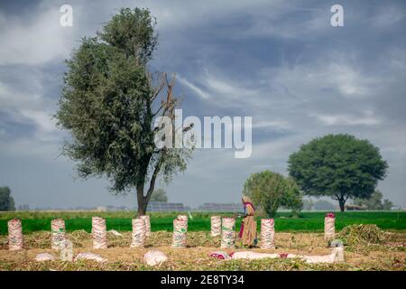 Pelo di cipolla rossa. Raccolta di cipolla accatastata nel campo di Jamshoro Sindh. Foto Stock