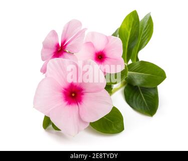 Madagascar pervinca fiori isolati su sfondo bianco Foto Stock