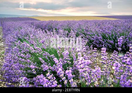 Primo piano cespuglio di lavanda in campo viola Foto Stock