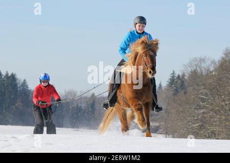 Due ragazze divertimento mentre skijöring con un cavallo islandese Foto Stock