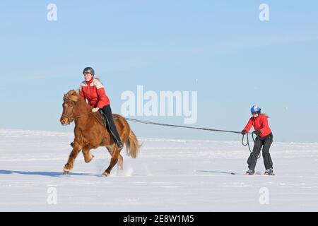 Due ragazze divertimento mentre skijöring con un cavallo islandese Foto Stock