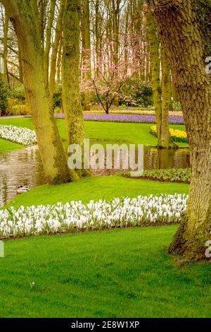 Fiori multicolore e paesaggio fluviale a Keukenhof, Paesi Bassi Foto Stock