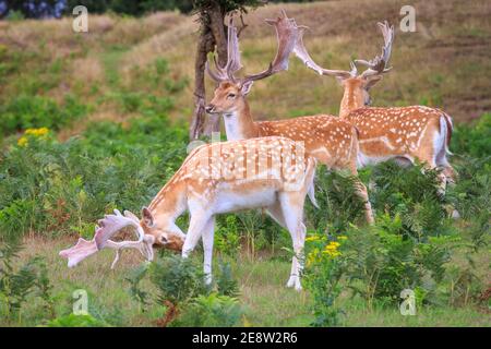 Un gruppo di giovani maschi selvatici maggese bucks (DAMA DAMA) scherzosamente alla prova la loro forza di corna di bloccaggio, England, Regno Unito Foto Stock