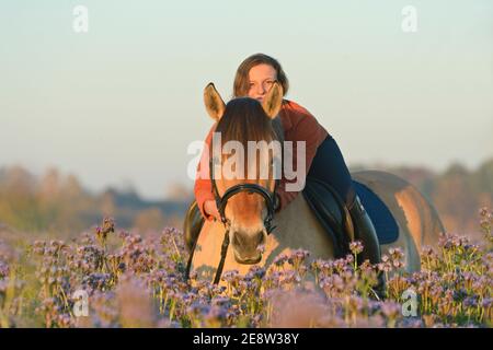 Giovane pilota sul retro di un fiordo norvegese a cavallo un campo di lucerna d'autunno Foto Stock