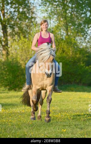 Giovane donna che cavalca in bareback su uno stallone di cavalli del fiordo norvegese usando un anello del collo che si inscatola in un prato Foto Stock