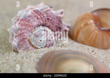 Lumaca di mare nella sabbia da vicino Foto Stock
