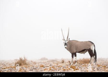 Gemsbok (Oryx gazella) in nebbia, Namib, Namibia Foto Stock