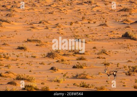 Gemsbok (Oryx gazella), deserto della Namibia, Namibia Foto Stock