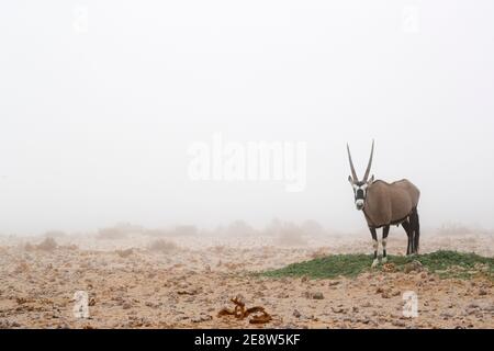 Gemsbok (gazella di Oryx) nella nebbia, deserto di Namib, Namibia Foto Stock