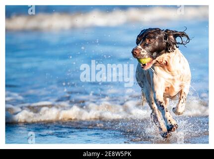 English Springer Spaniel sulla spiaggia Foto Stock