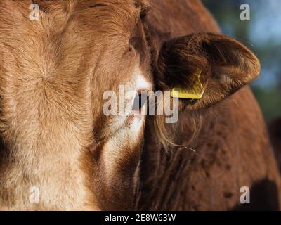 Un primo piano del lato di un viso di tori che mostra il suo occhio e orecchio con tag. Foto Stock