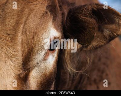 Un primo piano del lato di un viso di tori che mostra il suo occhio e orecchio con tag. Foto Stock