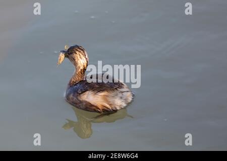 Piccolo grBE (Tachybaptus ruficollis) che predica un giovane gamberetto di palude rossa (Procamparus clarckii) Foto Stock