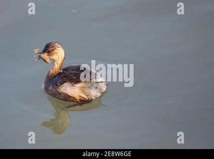 Piccolo grBE (Tachybaptus ruficollis) che predica un giovane gamberetto di palude rossa (Procamparus clarckii) Foto Stock