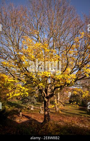 Un acero in autunno, Wetter sul fiume Ruhr, Nord Reno-Westfalia, Germania. ein Ahornbaum im Herbst, Wetter an der Ruhr, Nordrhein-Westfalen, Foto Stock