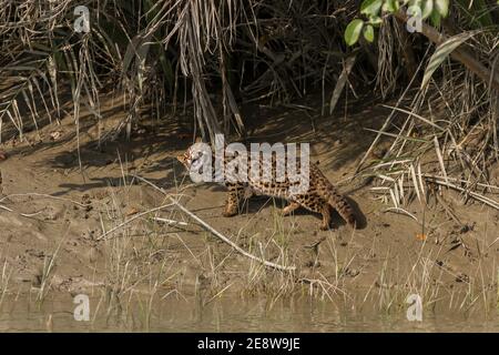 Gatto leopardo masticare lama d'erba per superare il problema di indigestione al Sundarban National Park, Bengala Occidentale, India Foto Stock