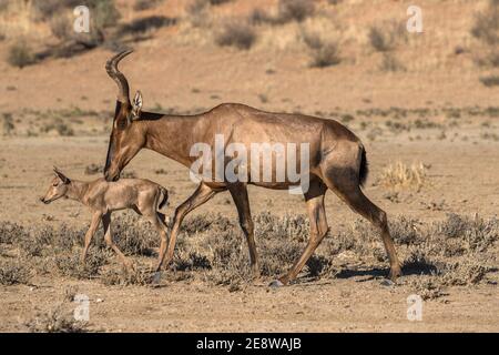 Red hartebeest (Alcelaphus buselaphus caama) con giovani, Kgalagadi parco transfrontaliero, Sud Africa Foto Stock