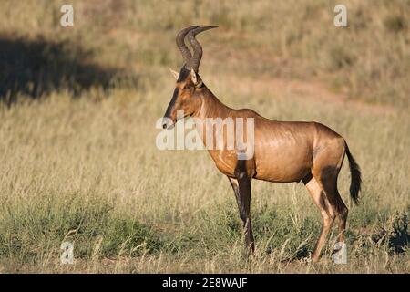 Il porto rosso (Alcelaphus buselaphus caama), il parco transfontier di Kgalagadi, Sudafrica Foto Stock