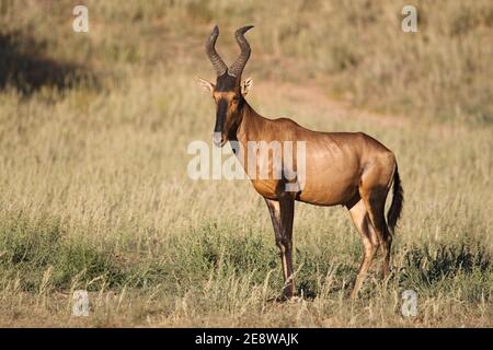 Il porto rosso (Alcelaphus buselaphus caama), il parco transfontier di Kgalagadi, Sudafrica Foto Stock