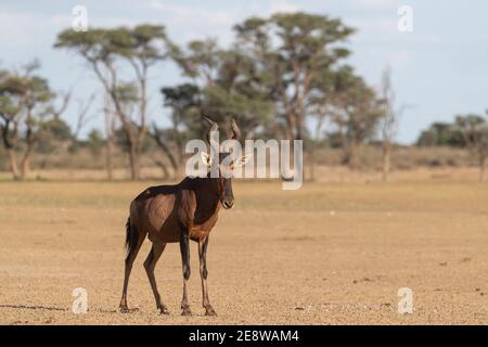 Il porto rosso (Alcelaphus buselaphus caama), il parco transfontier di Kgalagadi, Sudafrica Foto Stock