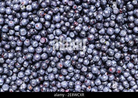 Mirtilli - bacche commestibili e salutari dolci blu-neri di la pianta del mirtillo Foto Stock