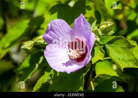 Hibiscus sinosyriacus 'Lilac Queen' una pianta arbusto in fiore estiva con Un fiore viola lilla durante l'estate comunemente conosciuto come Rosa Cinese Di Sharon o R. Foto Stock