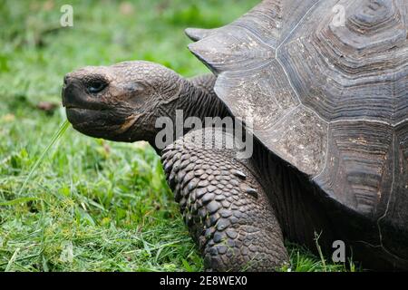 A Galapagos Tartaruga, Chelonoidis porteri, vista laterale Foto Stock