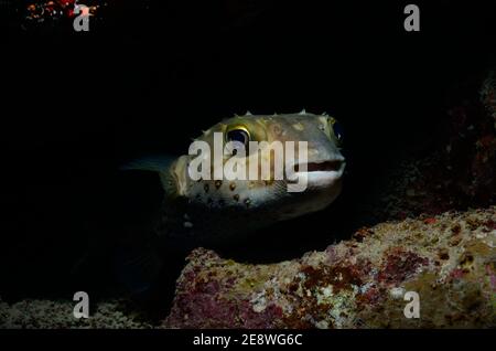 Cyclichthys spilostym, rana pescatrice, rana pescatrice gialla, Gelbflecken-IgelfischUtopia Beach, Mar Rosso, Egitto, Rotes Meer, Ägypten Foto Stock