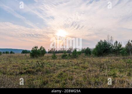 Sfondo naturale. Colori luminosi del tramonto, nuvole a coste, un campo con erba colorata, pini giovani. Splendido paesaggio HDR Foto Stock